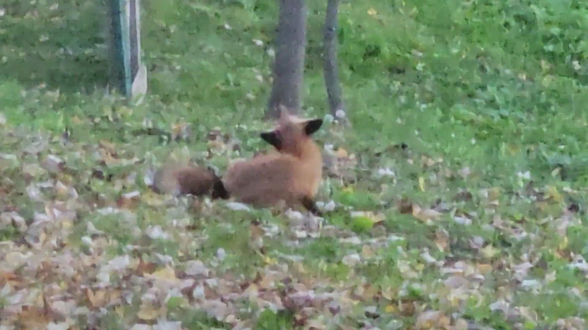 Red fox in our backyard.