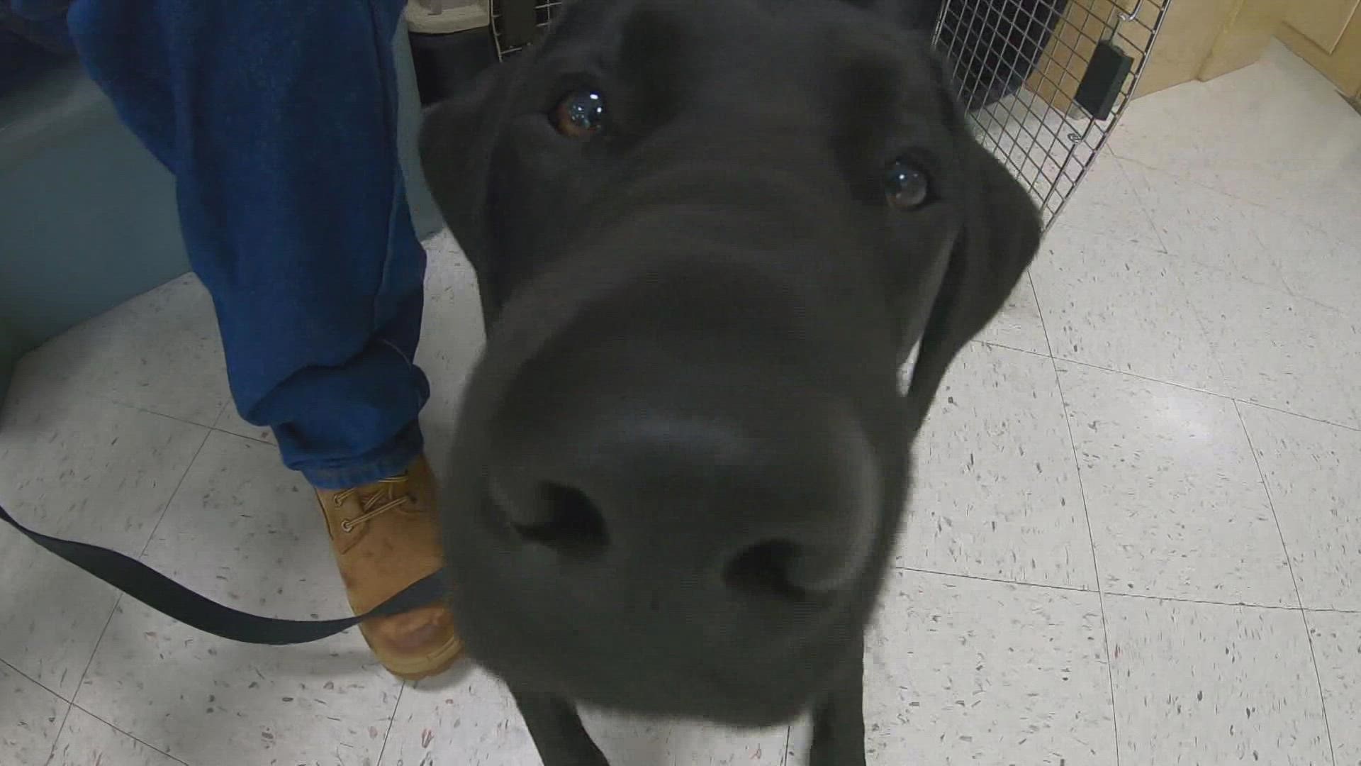 The national nonprofit America's VetDogs has been at the Maine State Prison since 2017. Organizers say they're in need of volunteers who live near the Warren area.