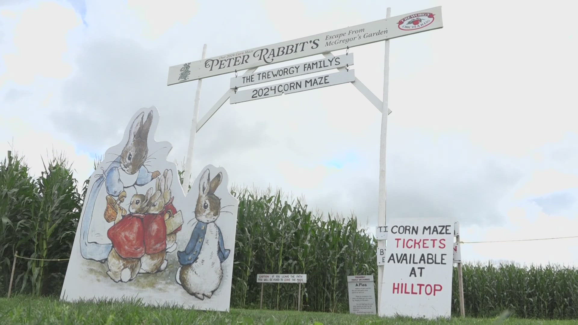 The farm hopes that this year's Peter Rabbit theme will secure them another win in USA Today's poll for the best corn mazes in the United States.