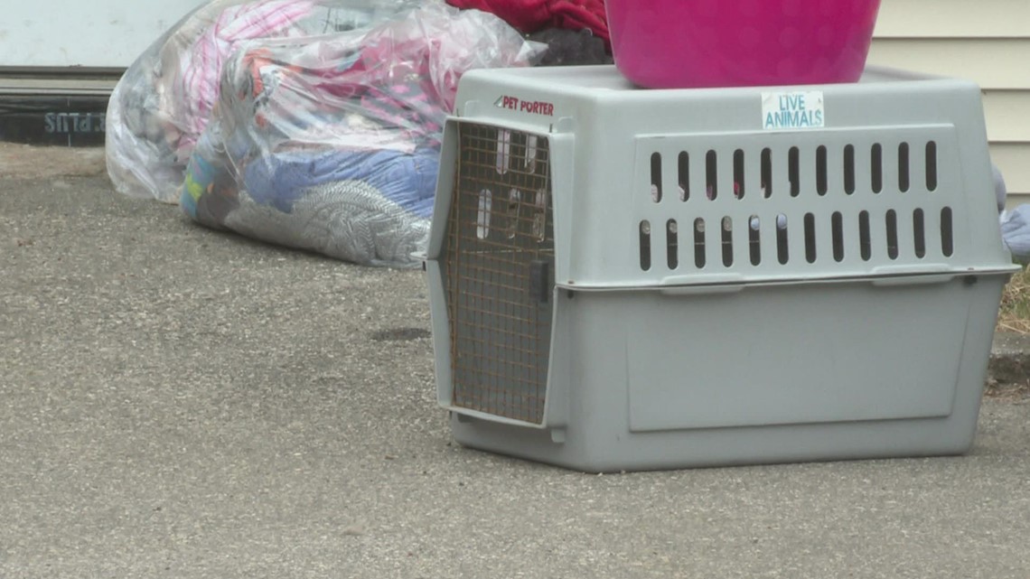 Dogs and cats seized from Alfred animal shelter