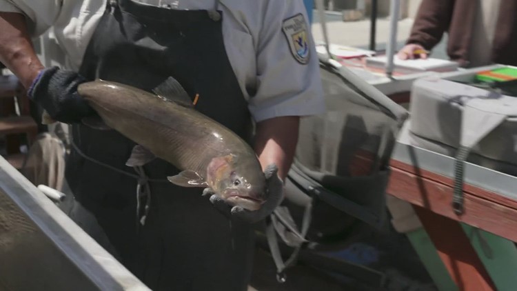 It's a freeway for fish, and it could help a threatened species