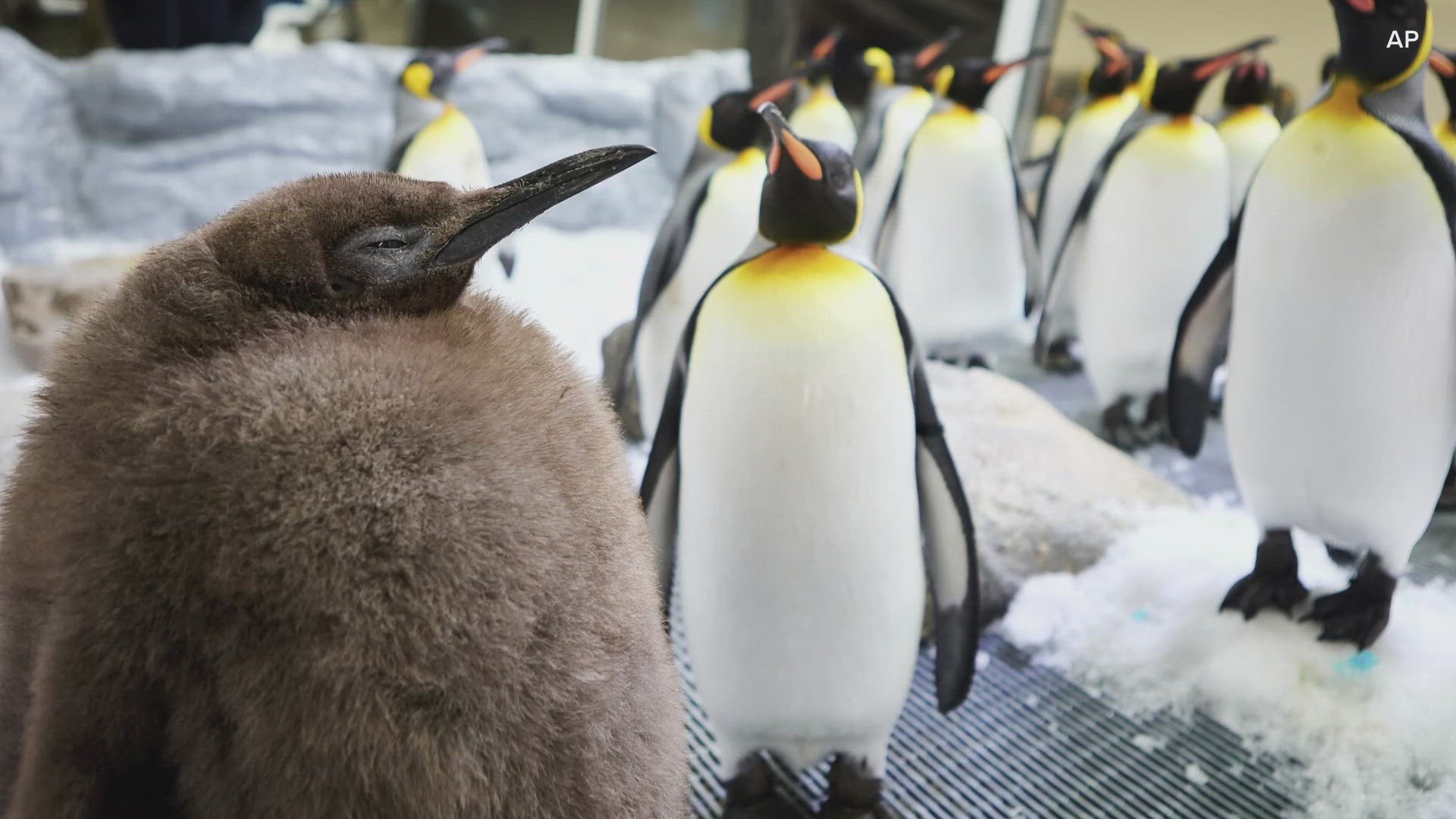 A huge king penguin chick named Pesto, who weighs as much as both his parents combined, has become a social media celebrity and a star attraction in Australia.