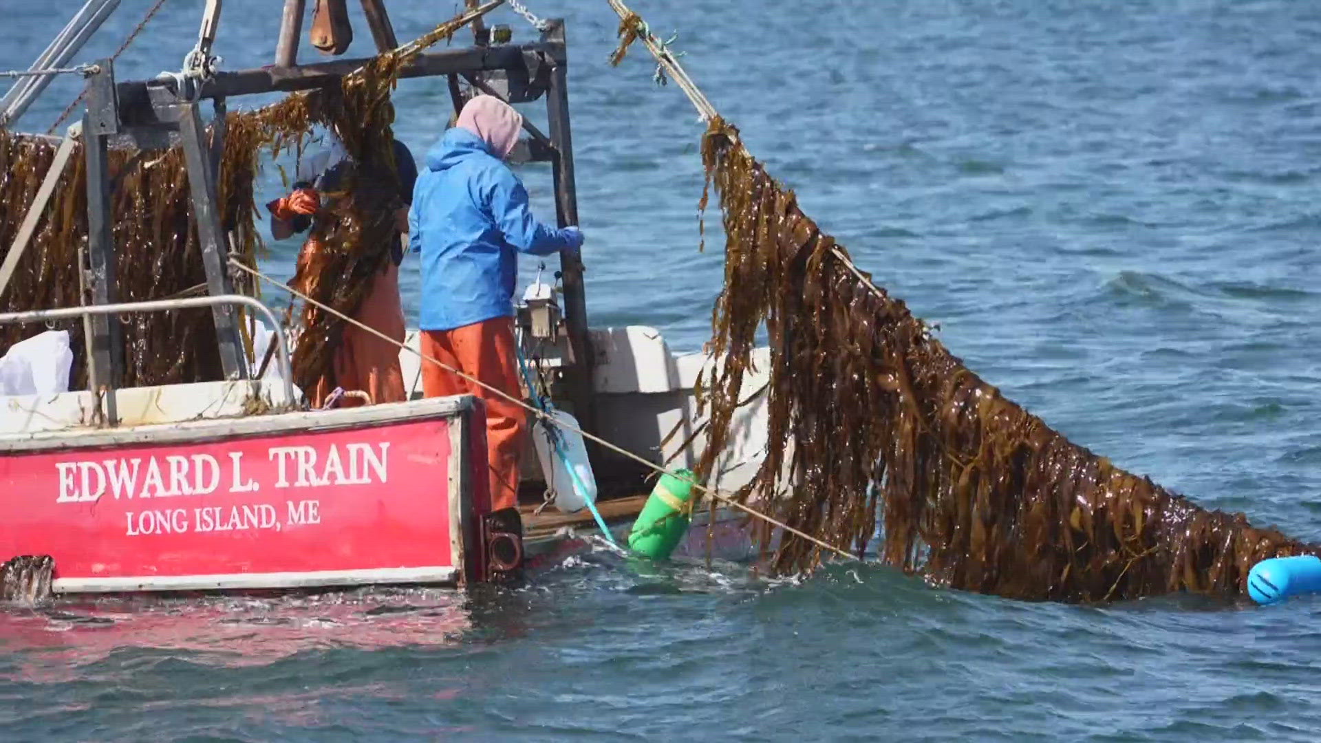 The springtime ocean crop has become a lucrative side job for commercial fishermen during slow spring seasons.