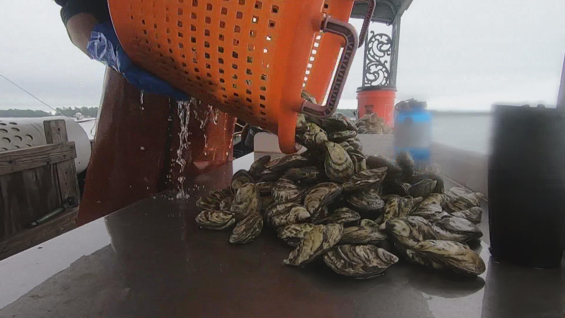 Maine is seeing more oyster farmers pop up along its coast, leading to more product, higher demand, and a big reputation for Maine's fourth most valuable seafood.