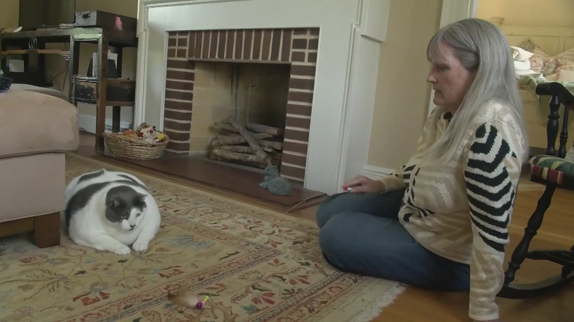 Patches the 40pound cat gets adopted, goes on diet