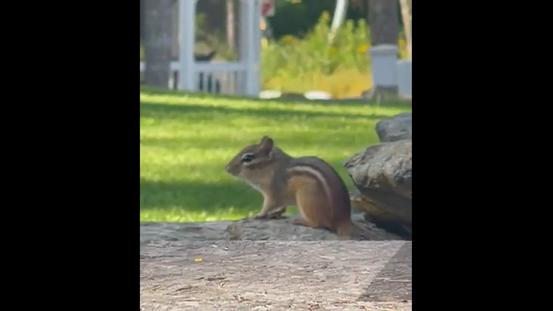 Chipmunk chirping