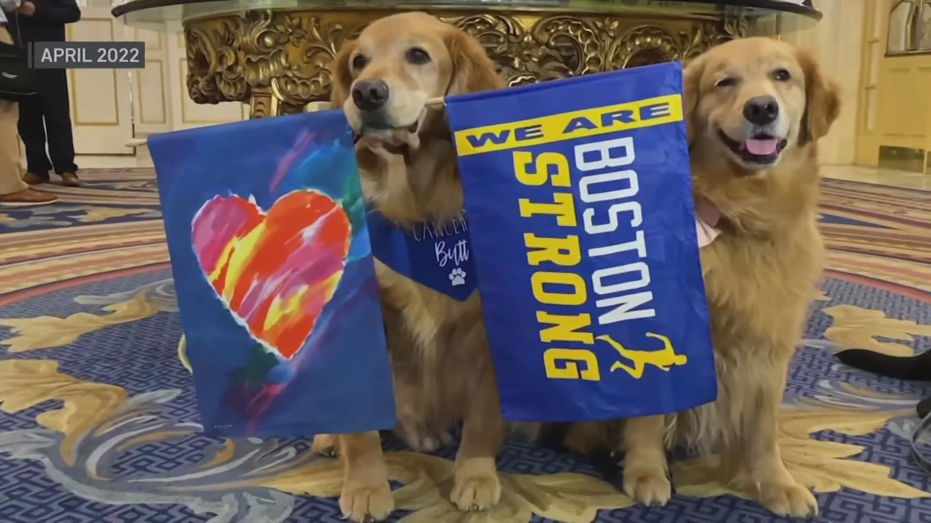 Beloved Boston Marathon dog who became its mascot has died