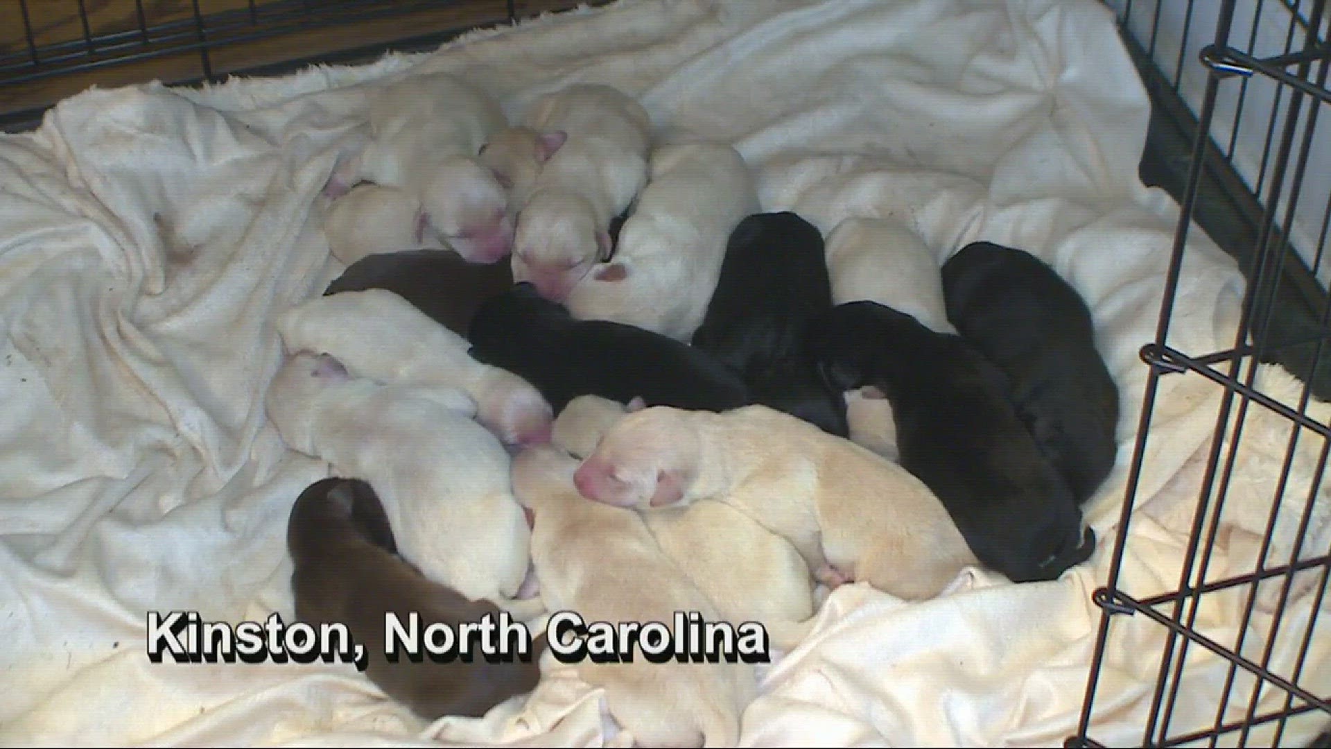 NC dog gives birth to 17 puppies