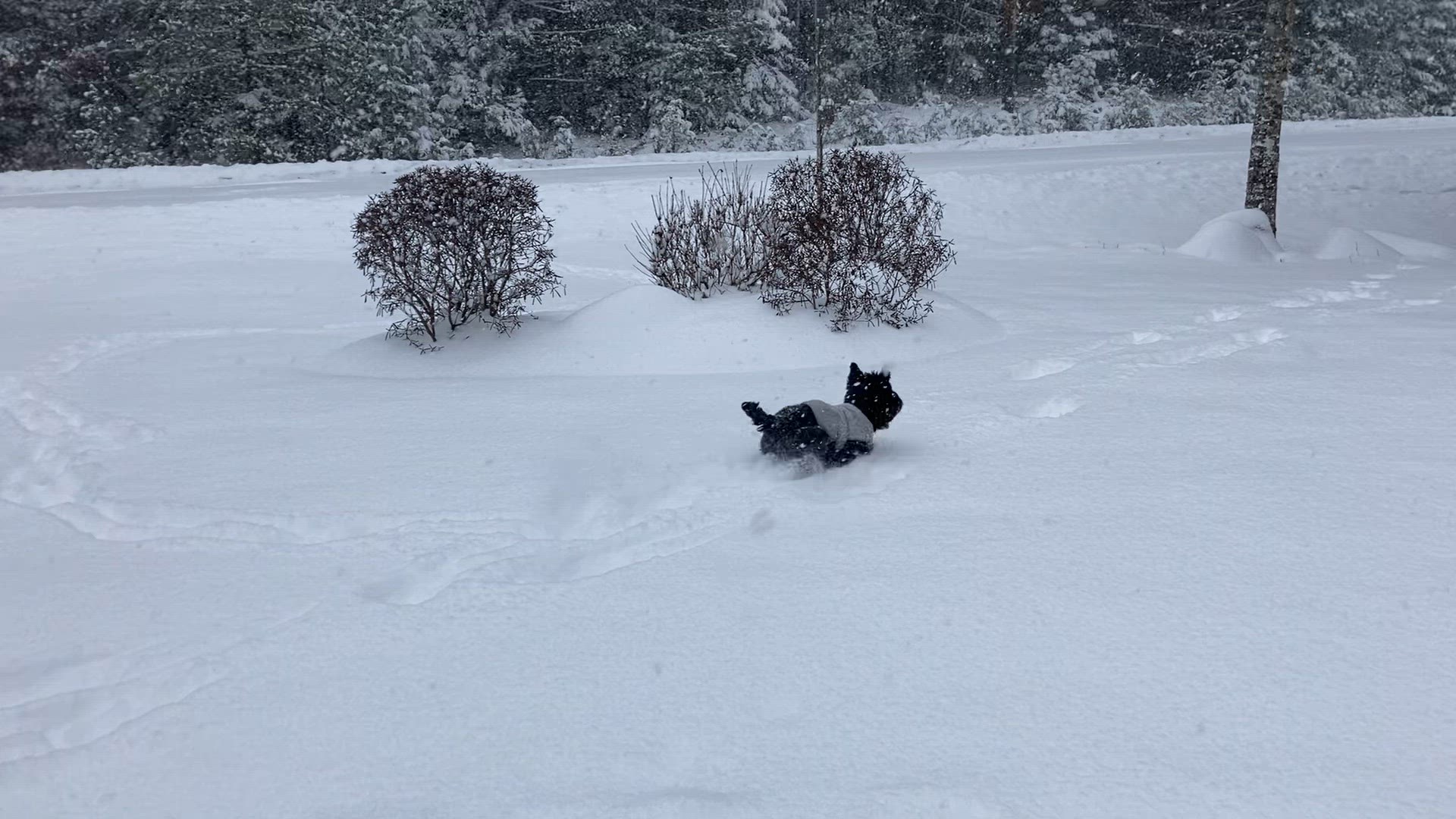 NEWS CENTER Maine meteorologist Mallory Brooks' Scottish terrier, Beau, plays in the freshly fallen snow Sunday.