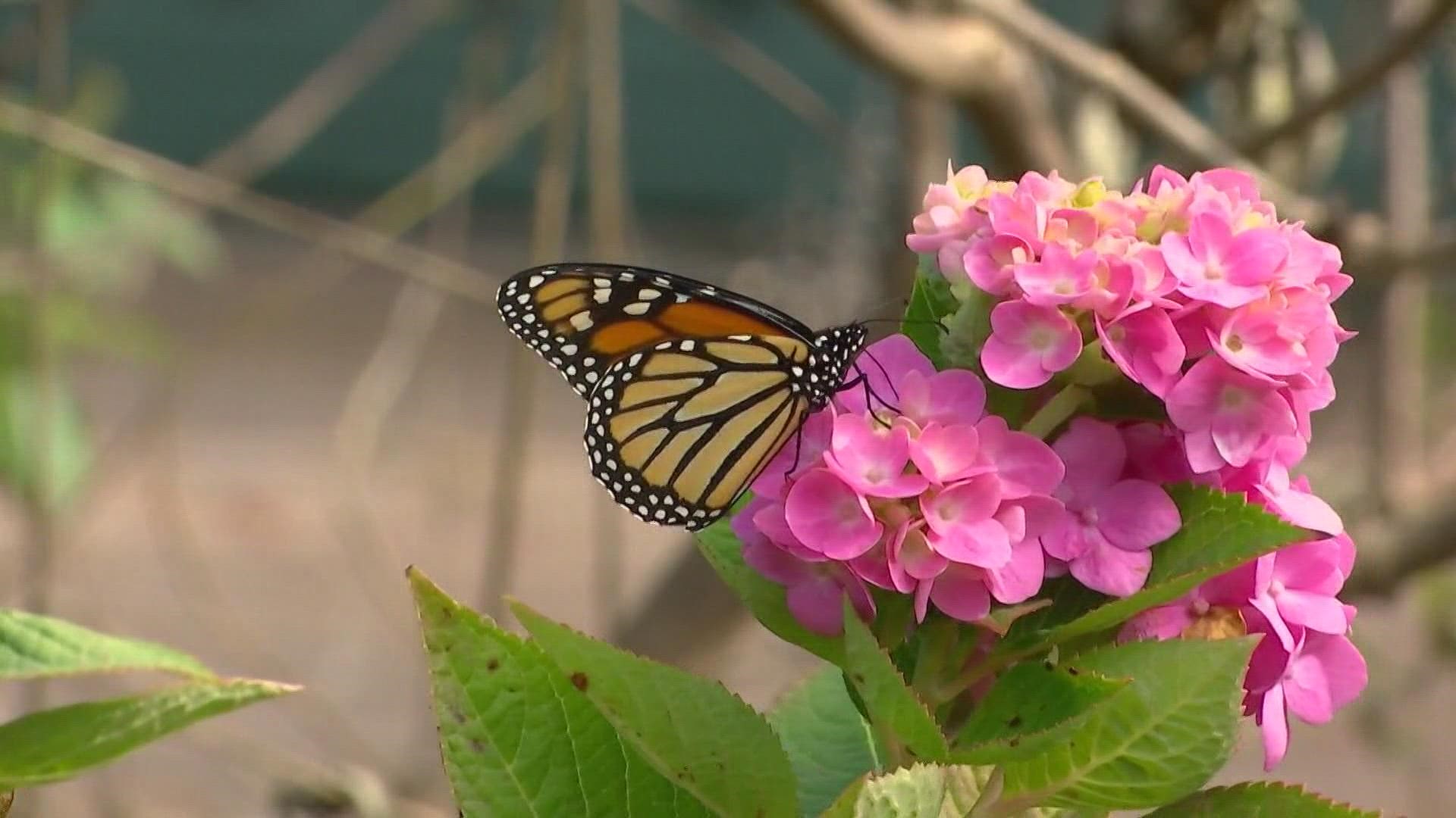 Cities and towns that sign the pledge commit to creating habitat for the butterfly and educating residents.