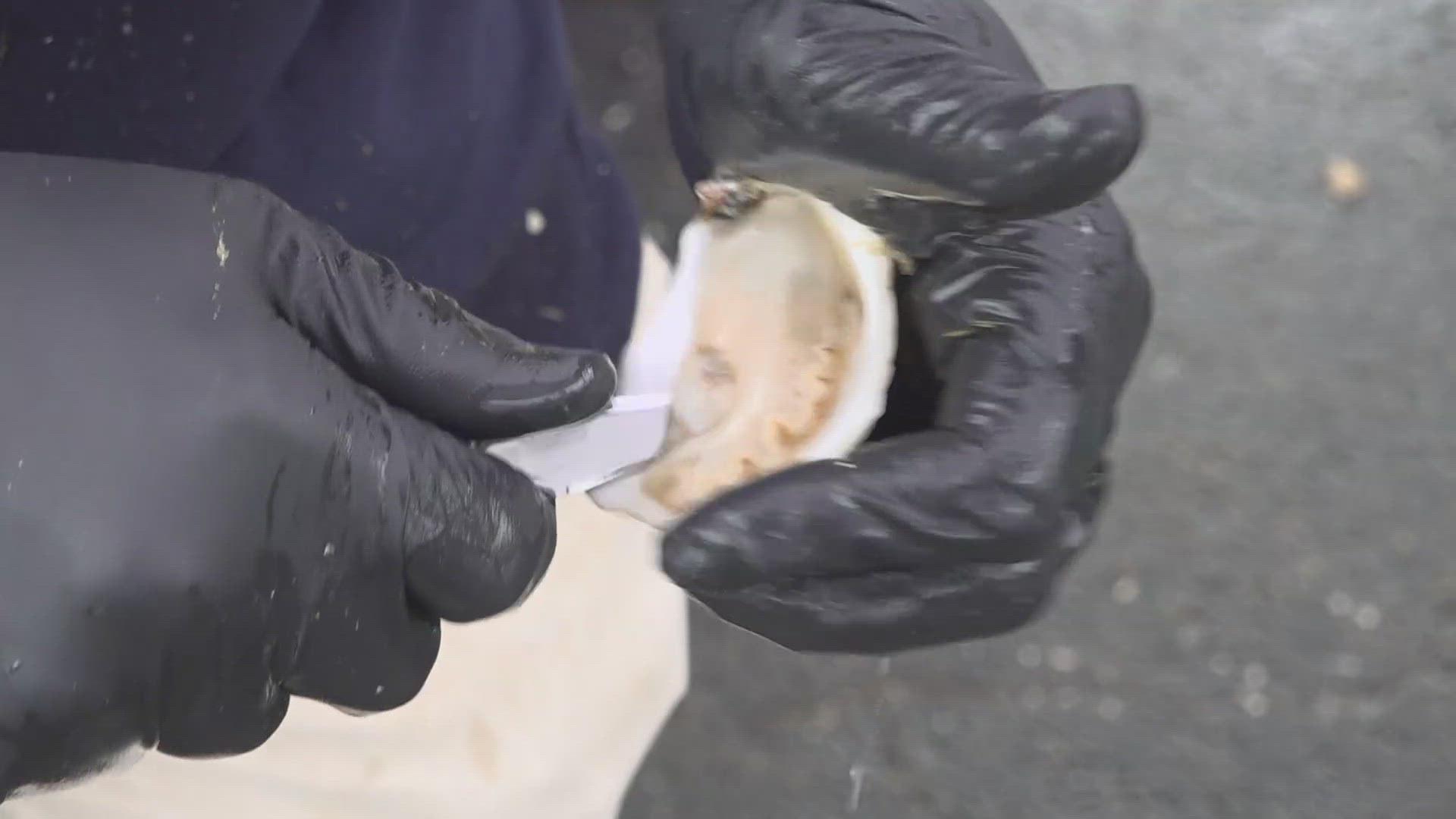 Visitors at Freeport's annual Oyster Festival got to meet the farmers behind the shellfish, deepening appreciation for Maine's rapidly growing aquaculture industry.