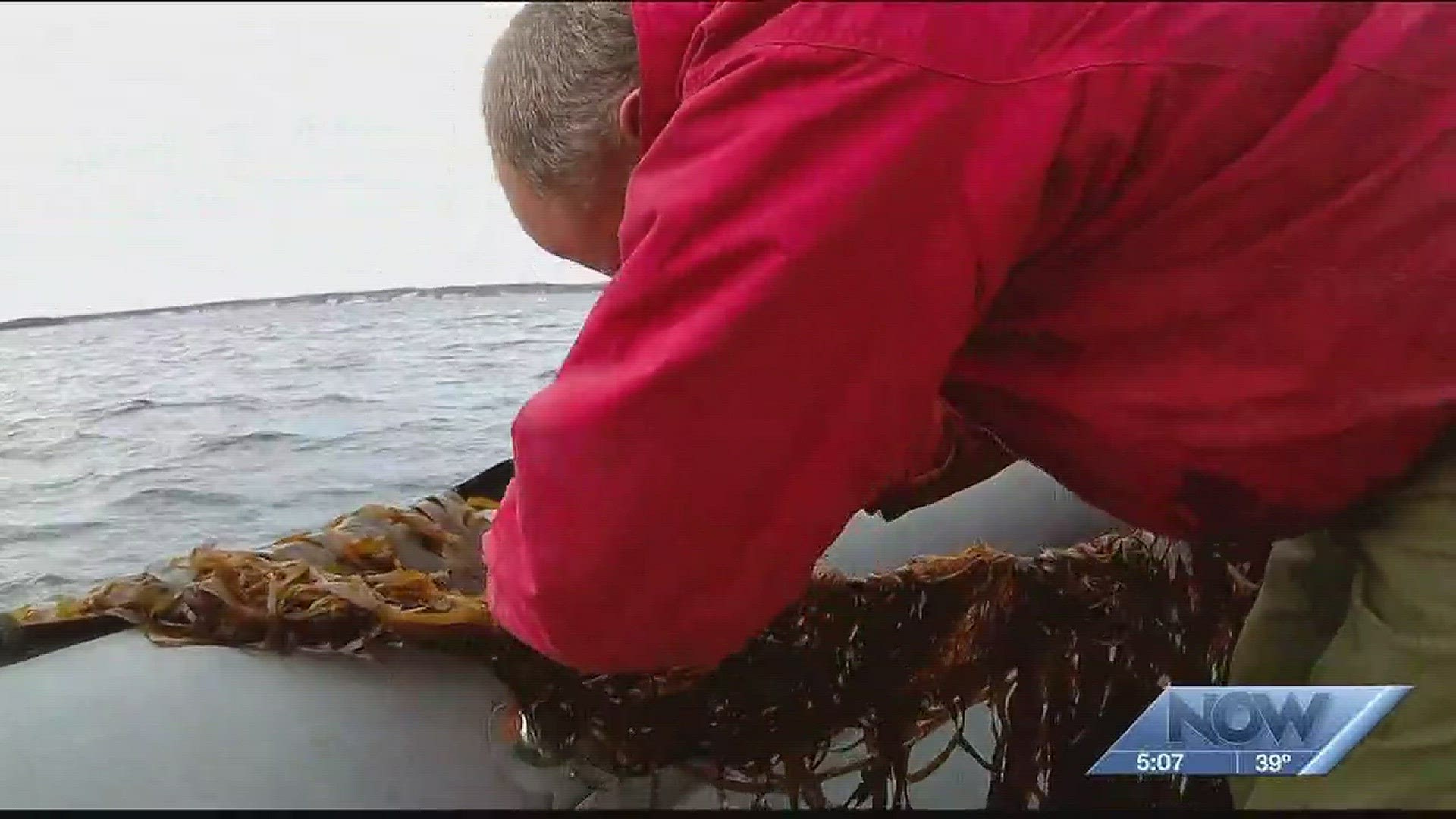 NOW: Maine kelp