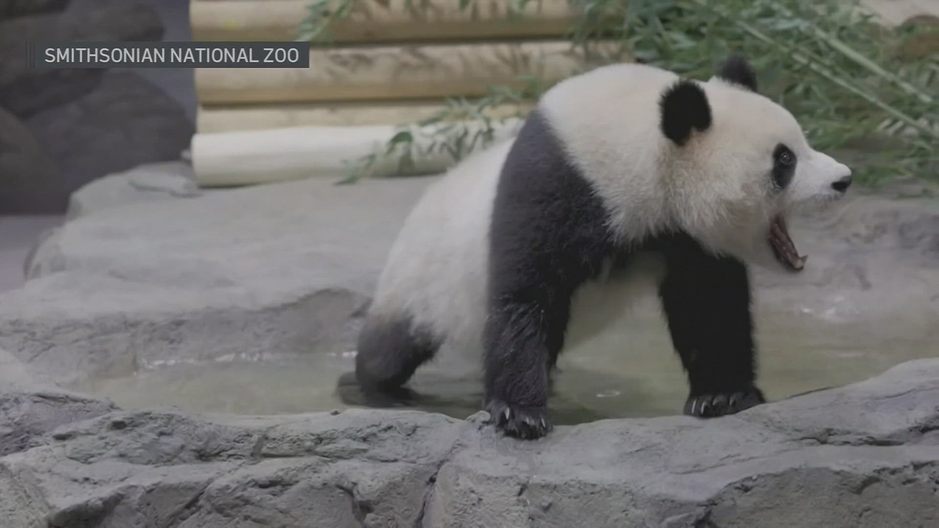 Zookeepers are taking extra steps to make sure the two new pandas, Bao Li and Qing Bao, are comfortable in their new home.