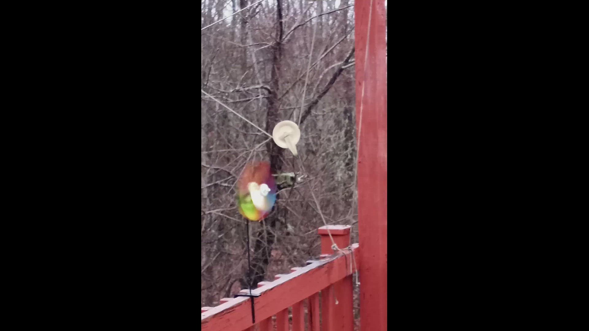 My husband and I took these from our gardens and placed them on our deck rail. Fun to watch!
Credit: Kathy Williamson