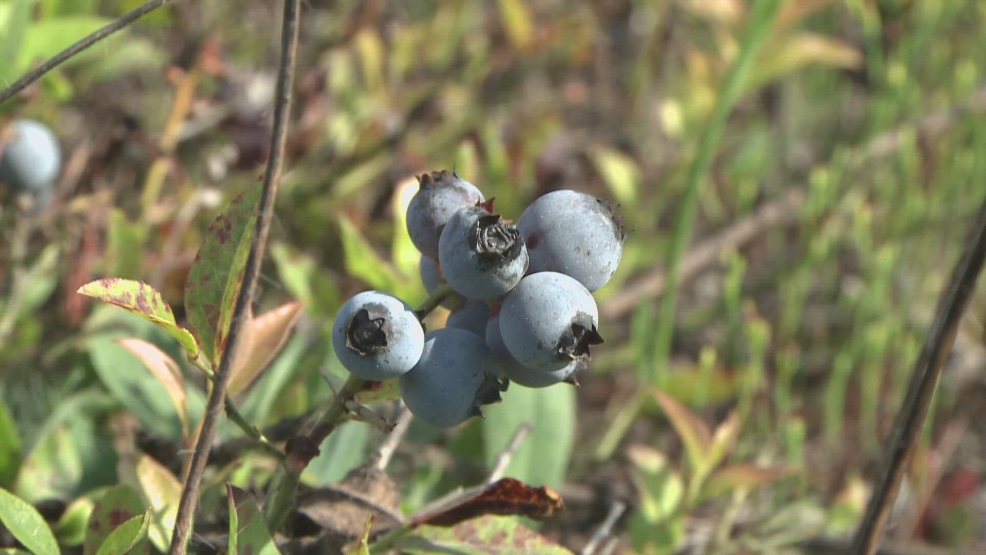 Mainers gathered to celebrate Maine's native berry this weekend.