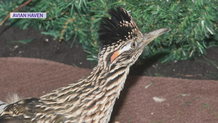 Roadrunner that hitched a cross-country ride to Maine returned to Nevada