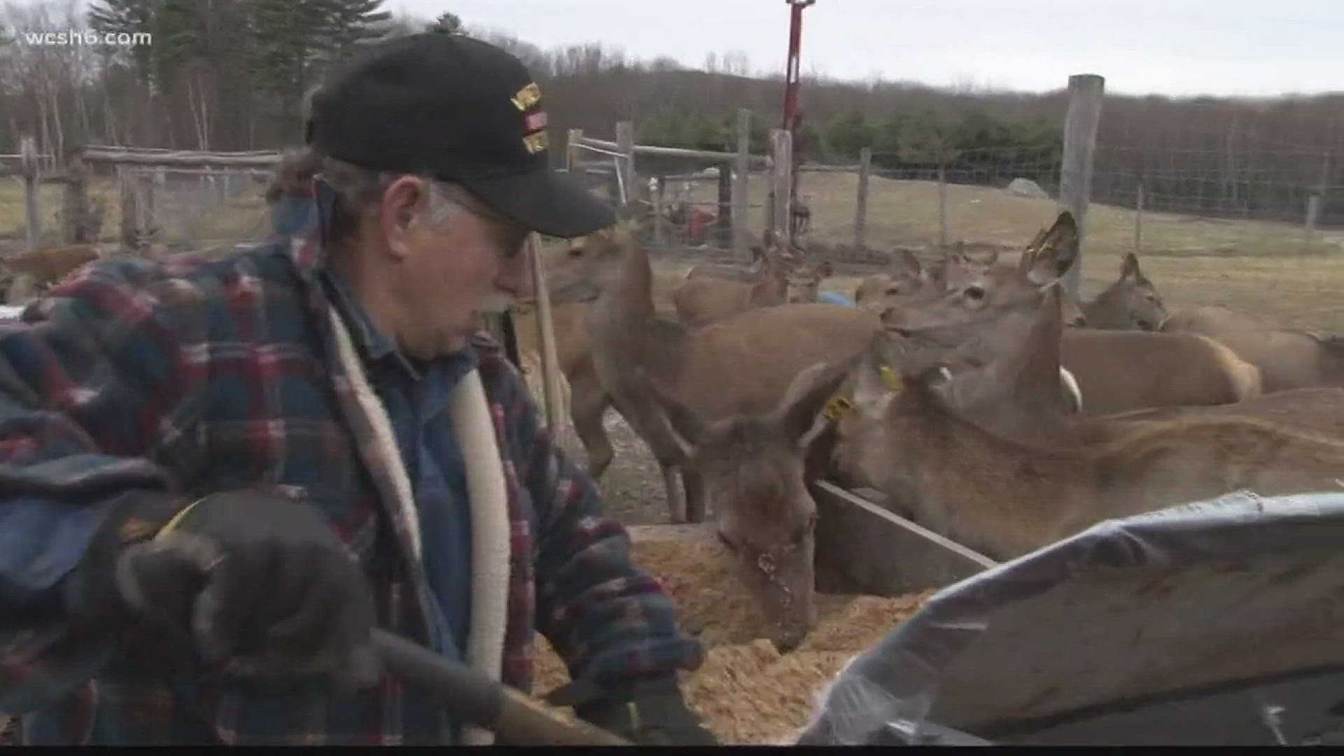 Edgar and Patricia Dolbec have been farming red deer for their antlers at Applegate Deer Farm since 1999.