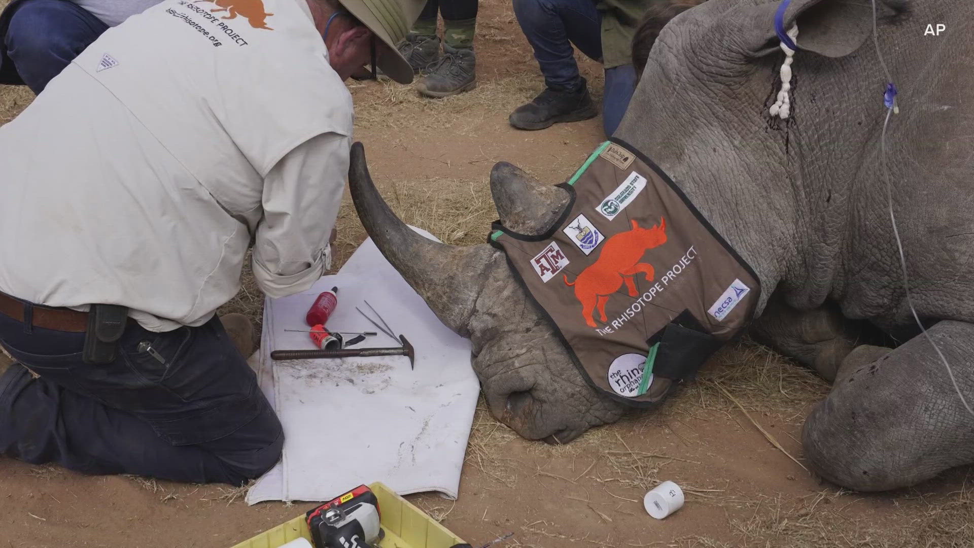 Why Radioactive Material Is Being Injected Into Rhinoceros' Horns In ...