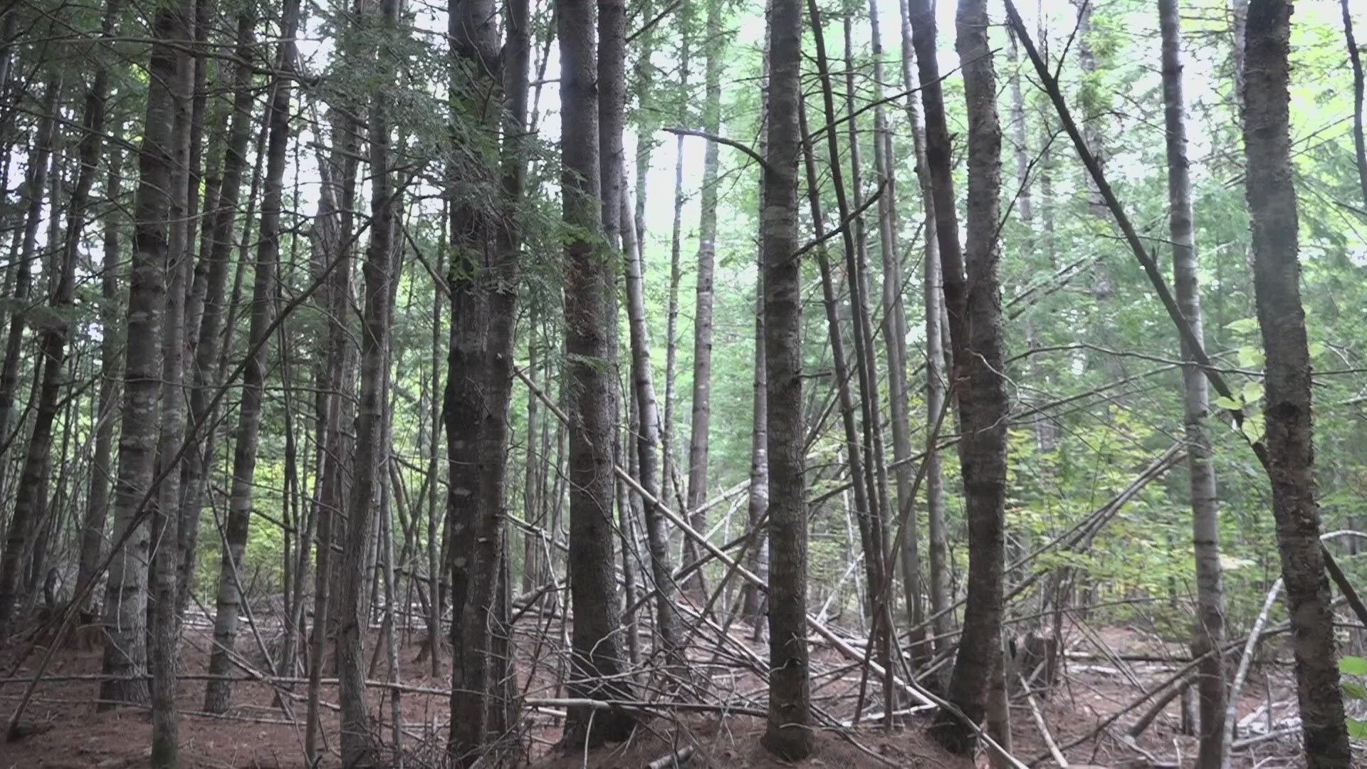 To help continue the legacy of Maine's private forest owners, the Maine Woodland Owners and other local organizations came together to host a forestry field day.