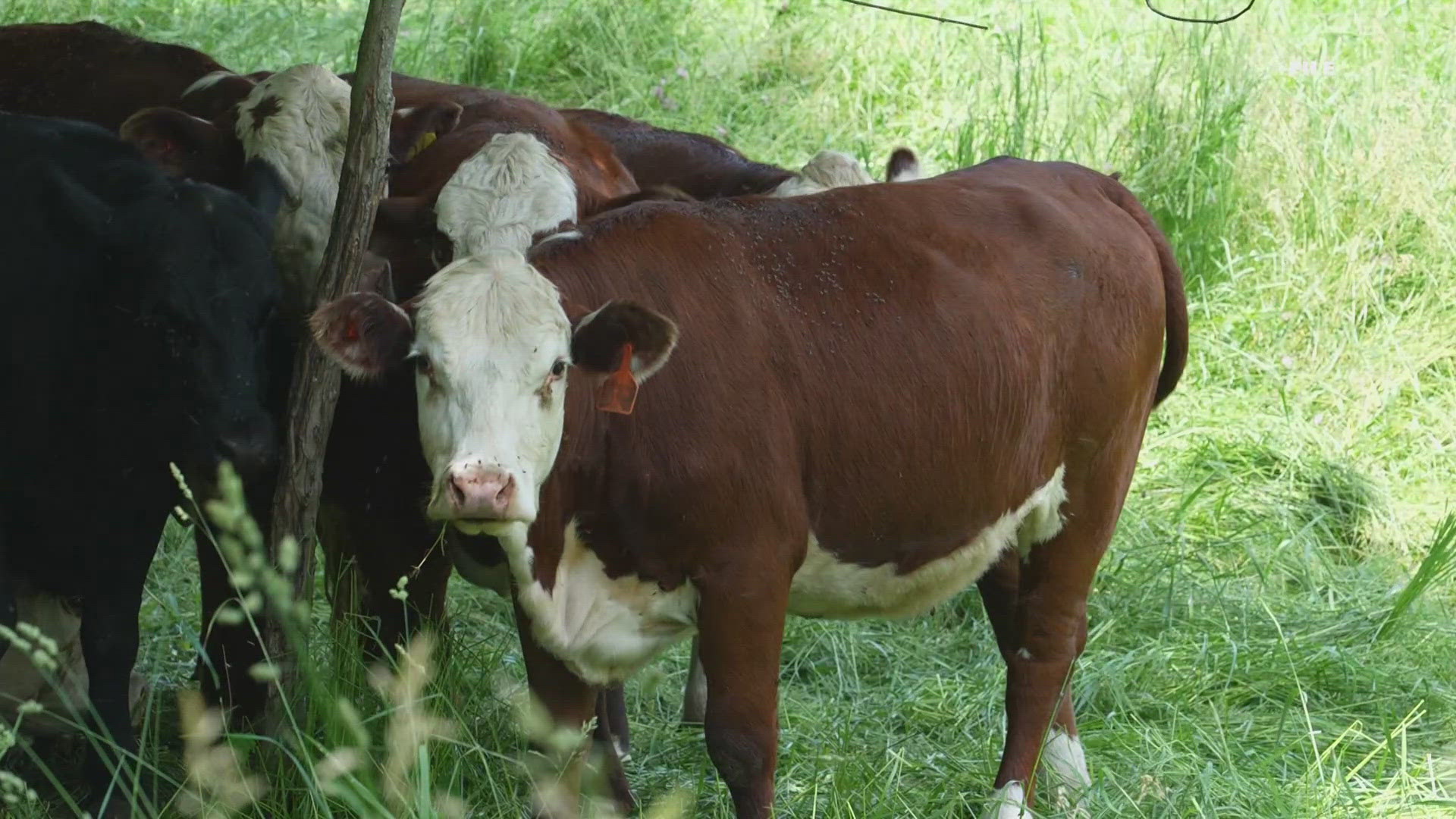 Officials with the U.S. Centers for Disease Control and Prevention say some cases among dairy workers have gone undetected.