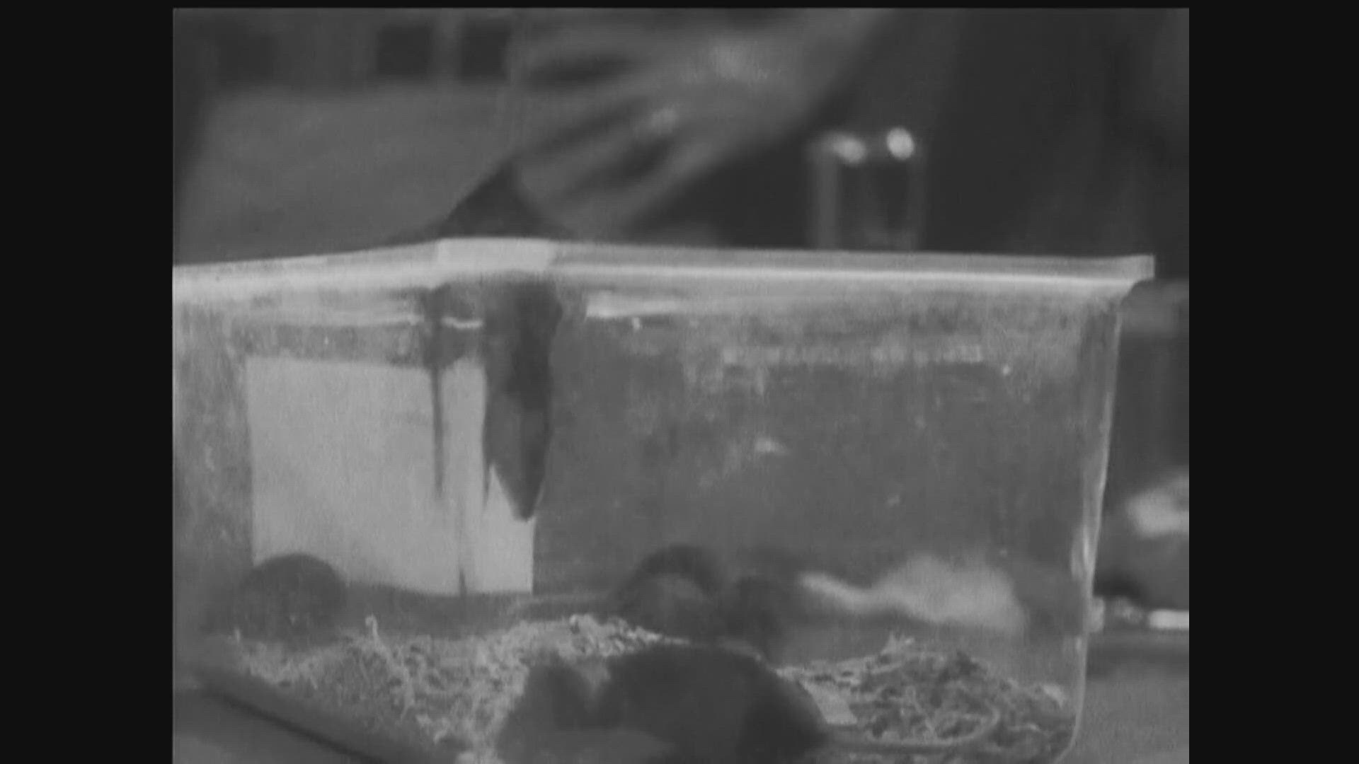 Researchers studied a part of a mouse's brain while it watched clips of movies like "The Matrix."