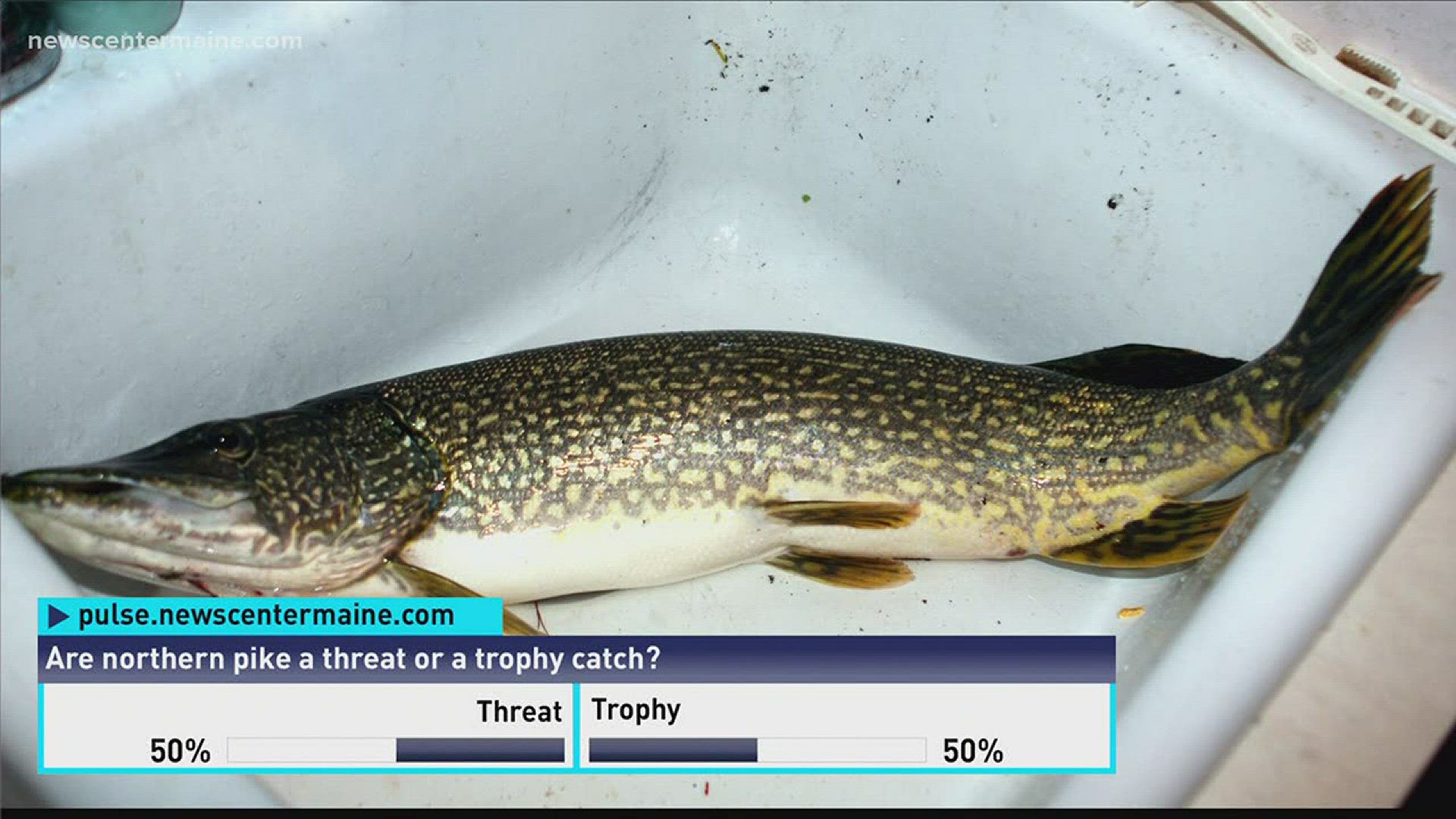 Is the fish a cool trophy or serious threat to our lakes?