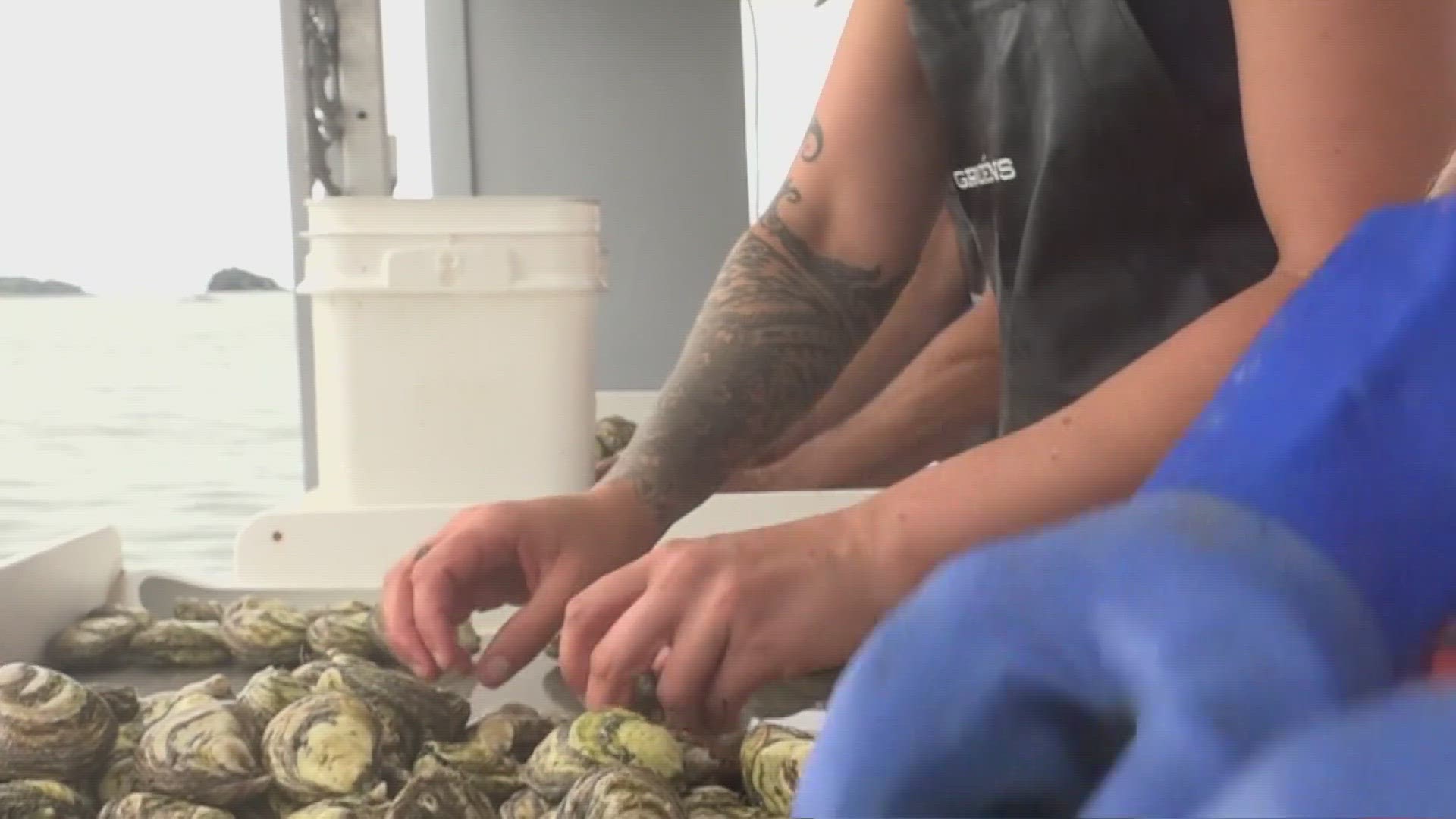 Indoor holding tanks for oysters could be key to protecting income when powerful storm surges shut down harvest days, keeping many from selling oysters.