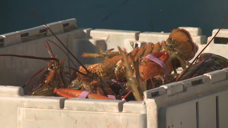 Maine may pay lobster fishers to test new gear as whale protection rules loom