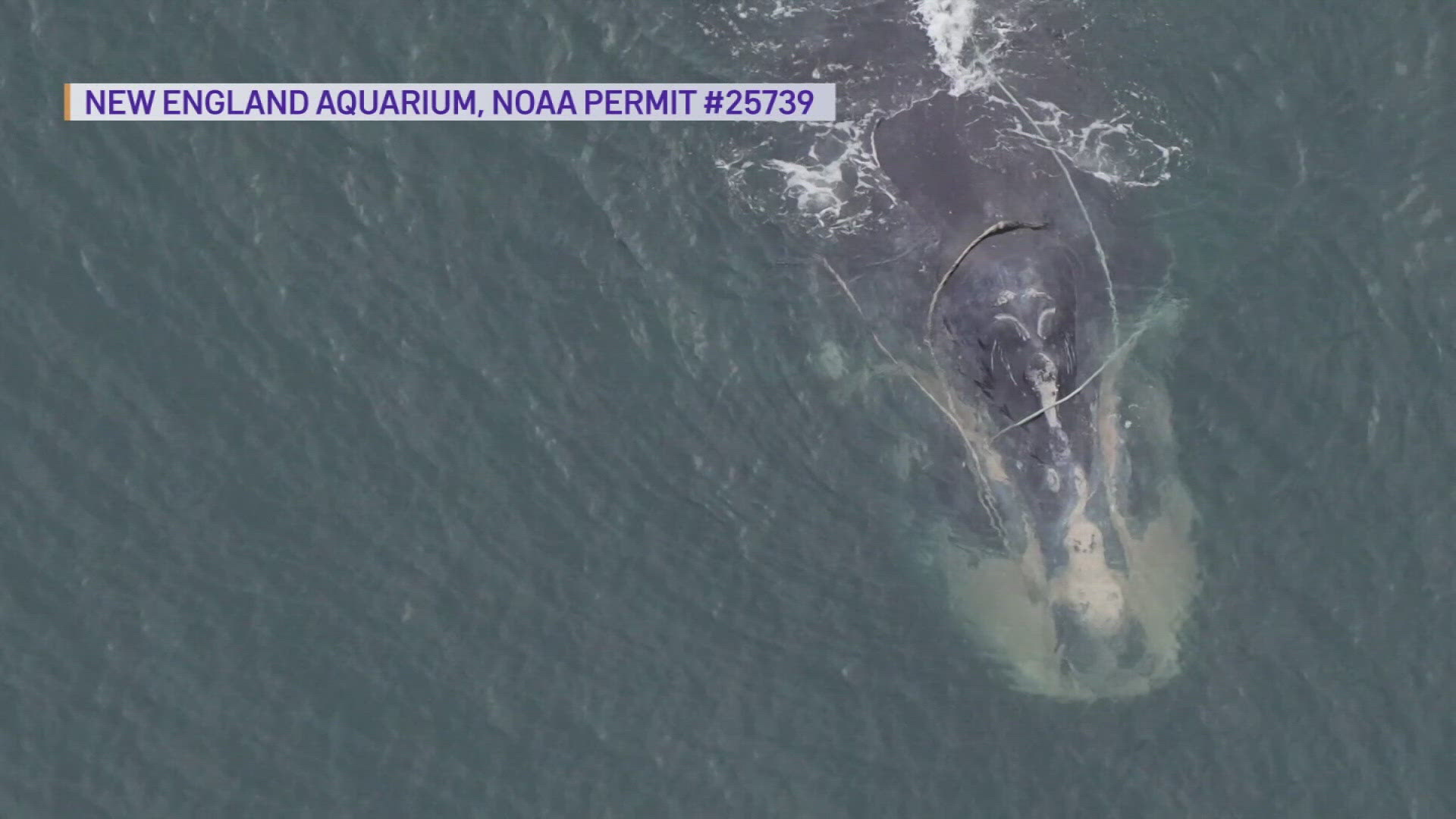 NOAA said the endangered Atlantic right whale was found dead near Martha's Vineyard earlier this year and determined this week it died of chronic entanglement.