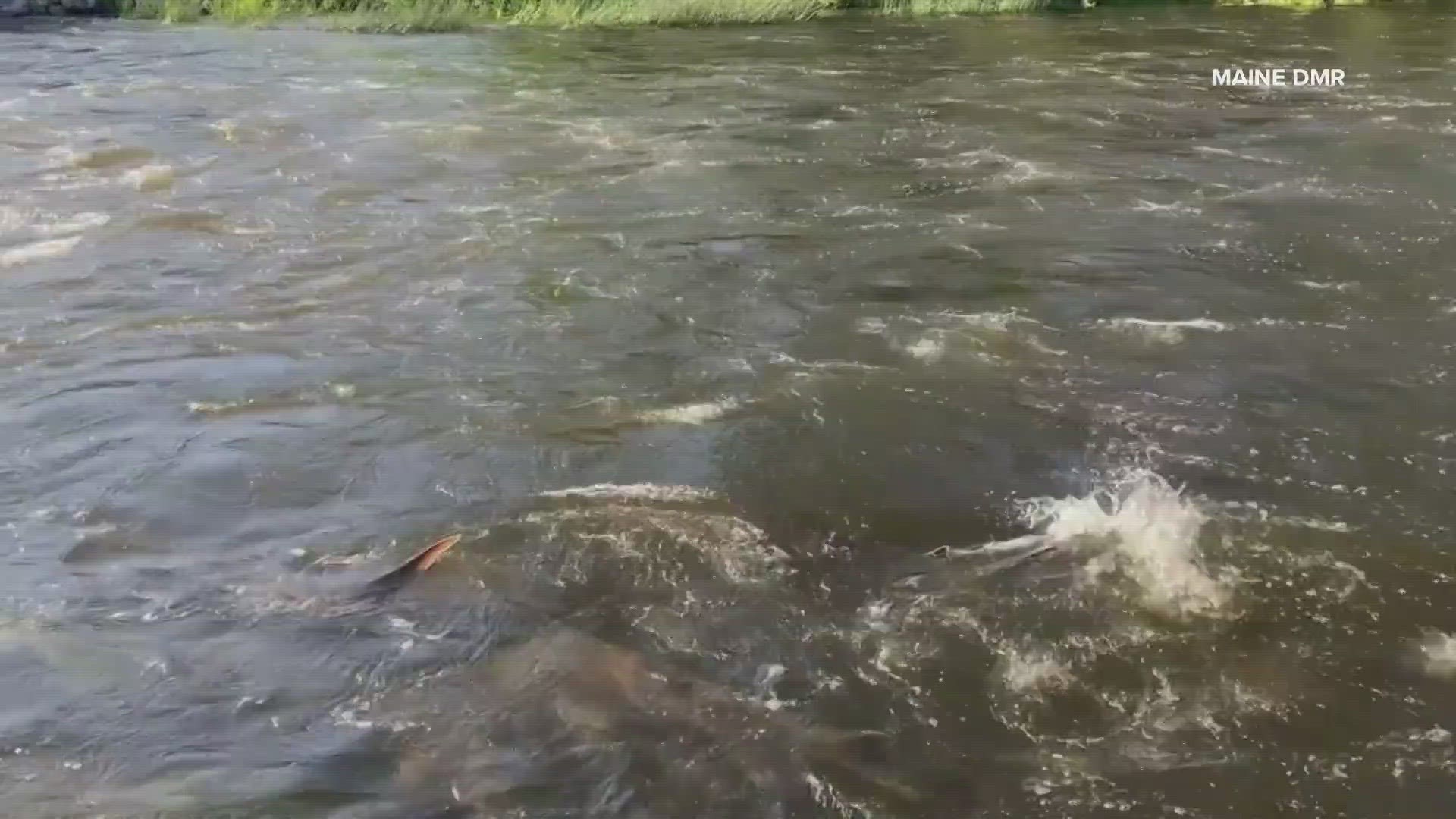 The Maine Department of Marine Resources said the sturgeon are going upstream to spawn.