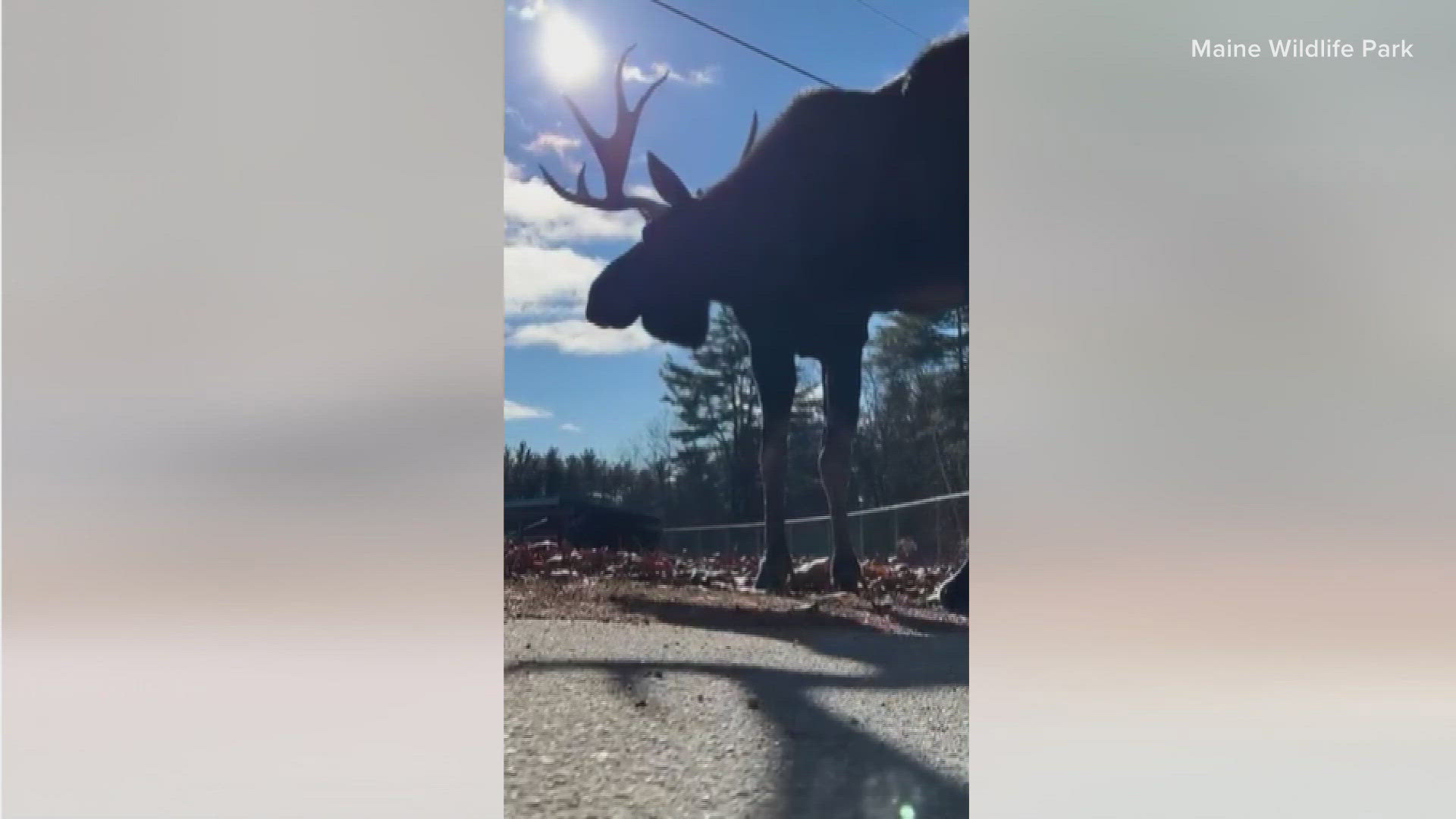 It was moose-moving day earlier this week at the Maine Wildlife Park in Gray. The moose took a quick walk across the road to a park where it will spend the winter.