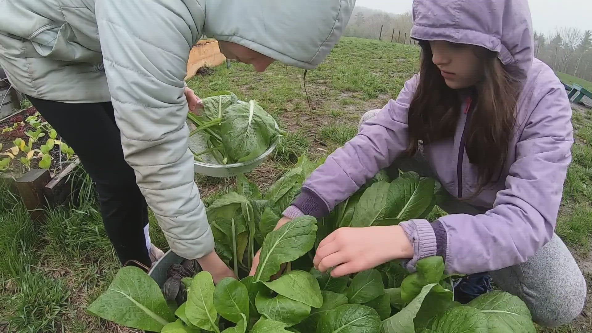 The Ecology School in Saco grows 6,000 pounds of produce each year. One-third is donated to local food banks.