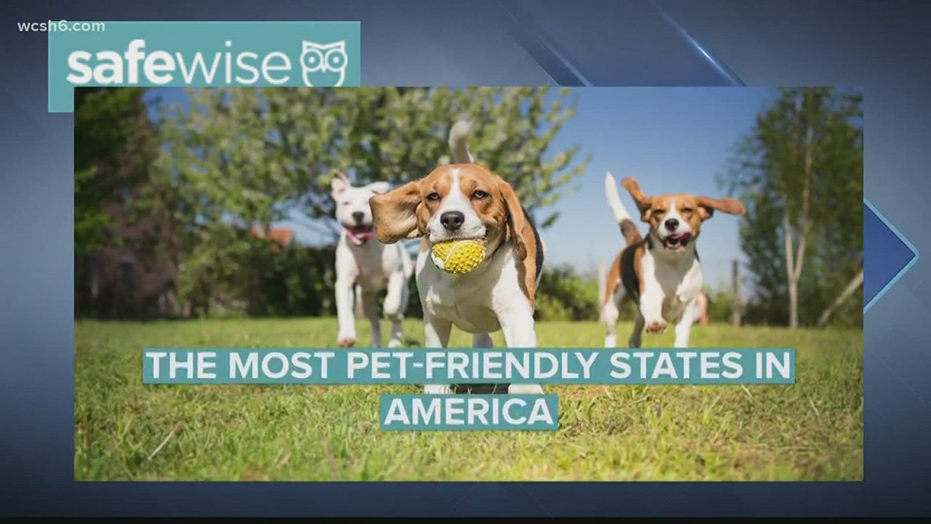 NOW: Report says Maine is the most pet-friendly state in the country