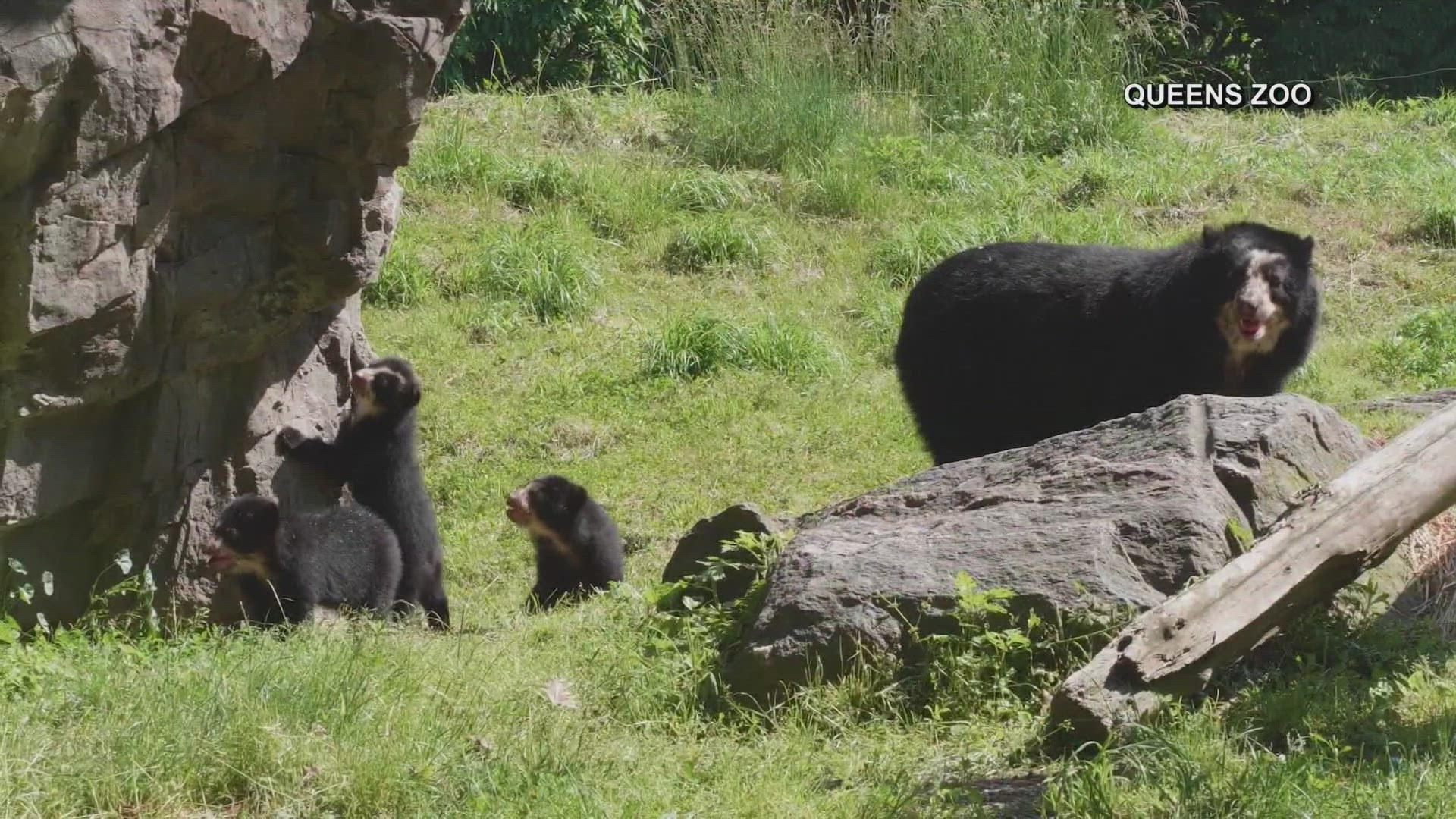 Andean bear cubs make debut at Queen's Zoo | newscentermaine.com