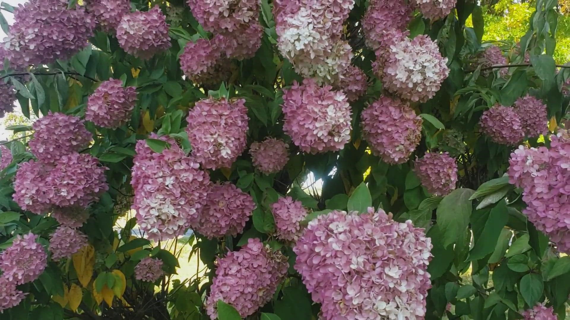 Hydrangeas are a classic and a favorite in the garden. Gardening with Gutner learns about all the different varieties available and which one may be perfect for you.