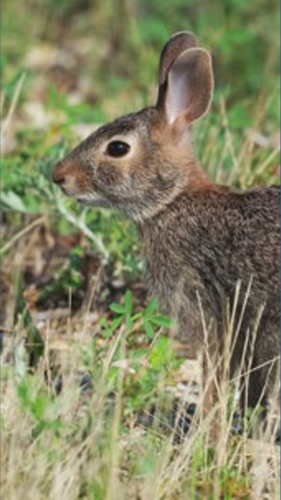 Invassive Rabbit Invasive rabbit species in New England could threaten cottontail ...