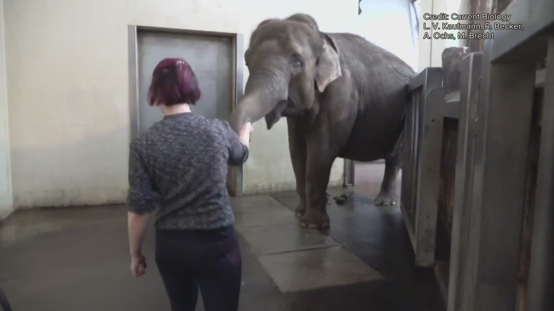 Have you ever seen an elephant peel a banana? Study says one at German zoo  learned from humans.