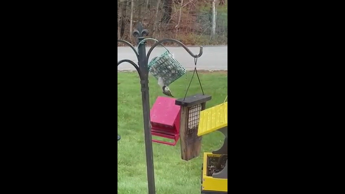 Cat fur for bird nests