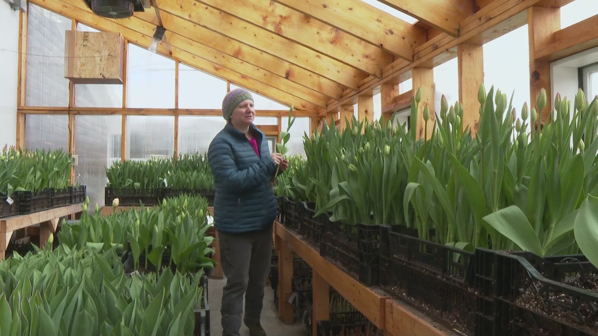 The Maine Flower Collective is a newly formed co-op of growers, hoping to get more Maine-grown flowers to Mainers.