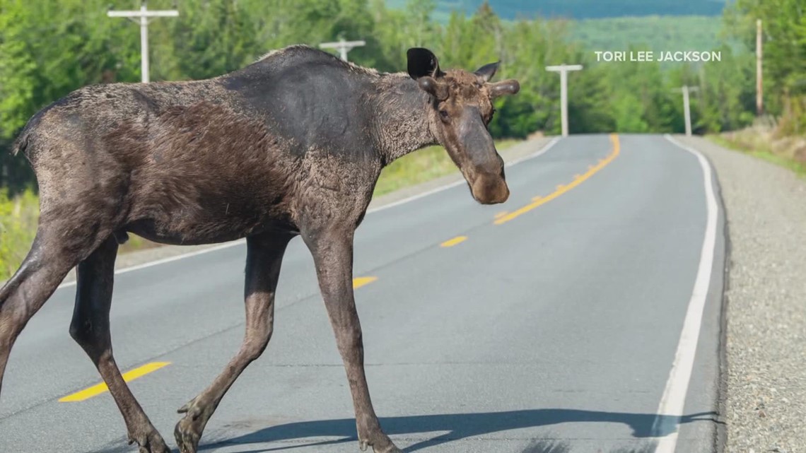 Winter ticks are a growing threat to moose calves in Maine