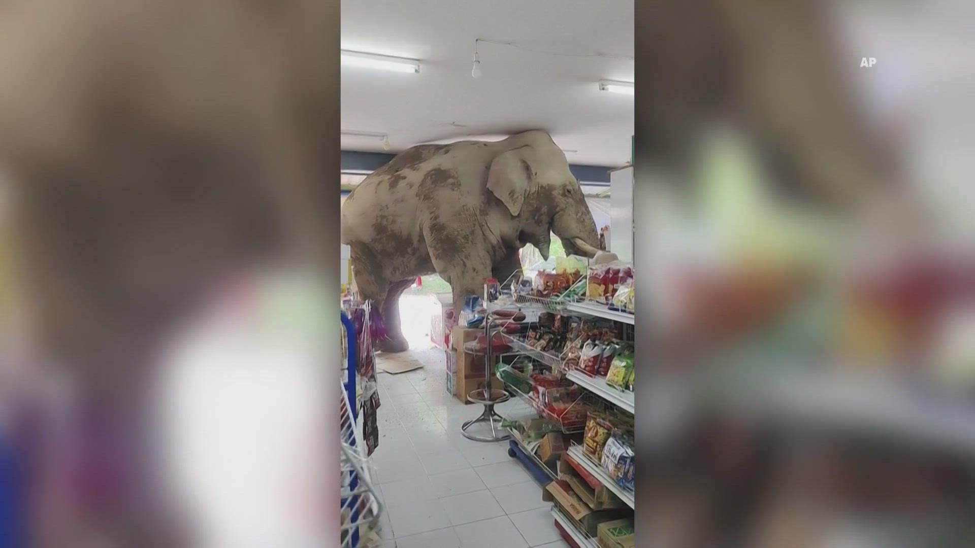The elephant moved on with a bag of snacks still in his trunk. 