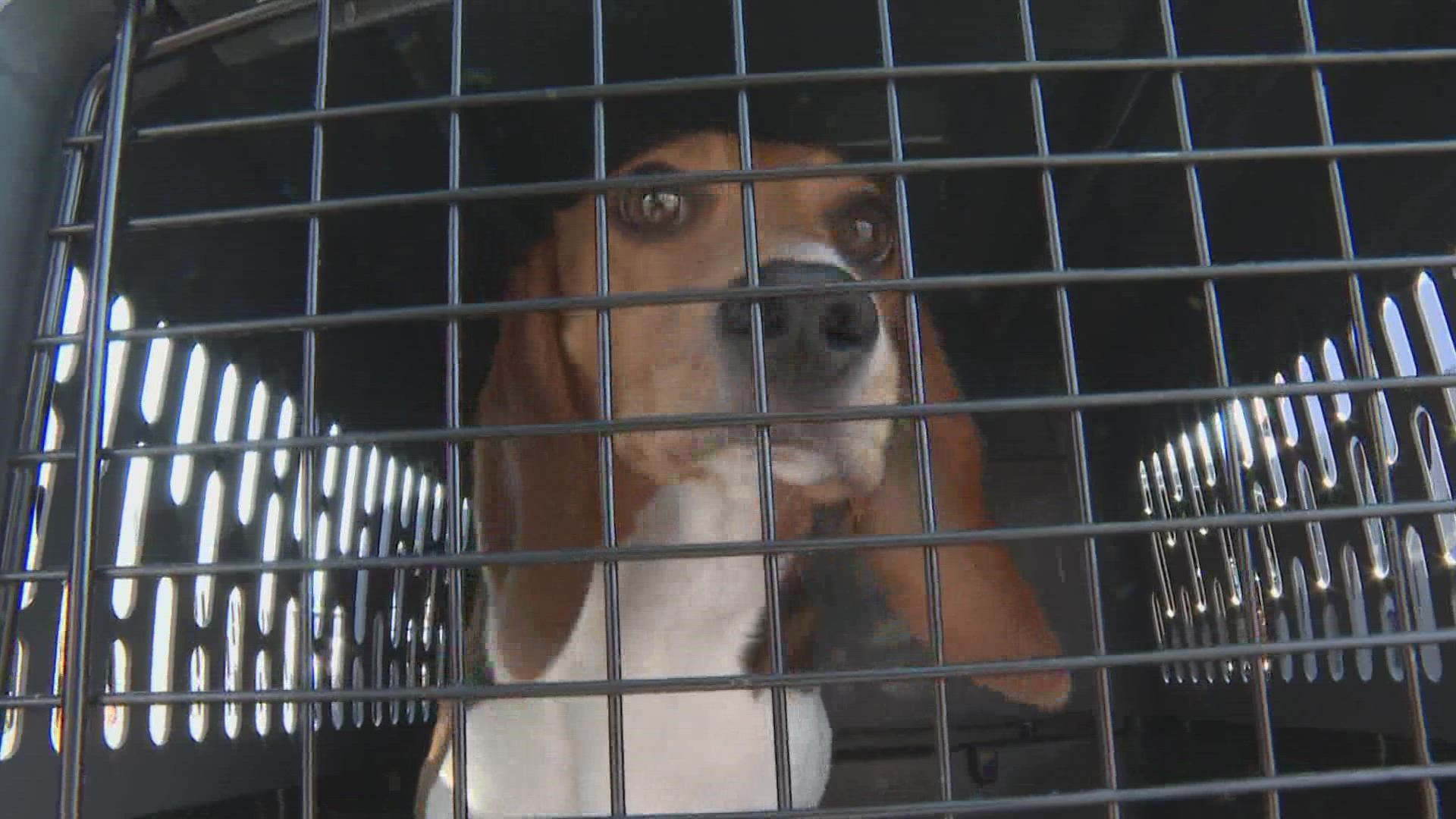 Close to 4,000 beagles were rescued after the Envigo facility was in violation of animal welfare regulations last month and the last 100 dogs are now in Maine.