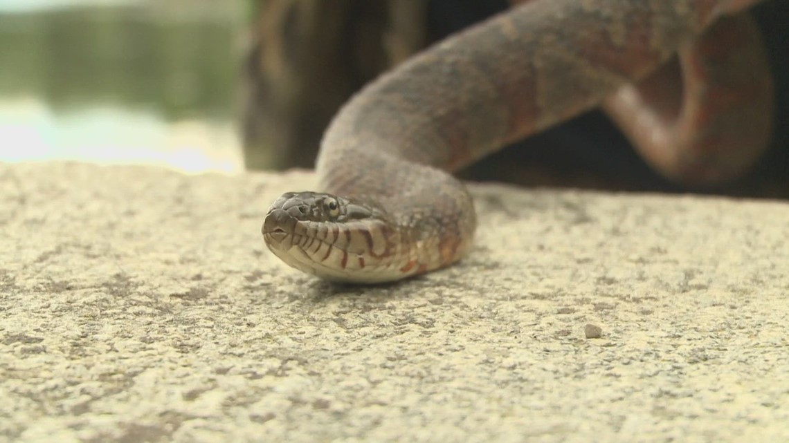 Snake bites are on the rise in US