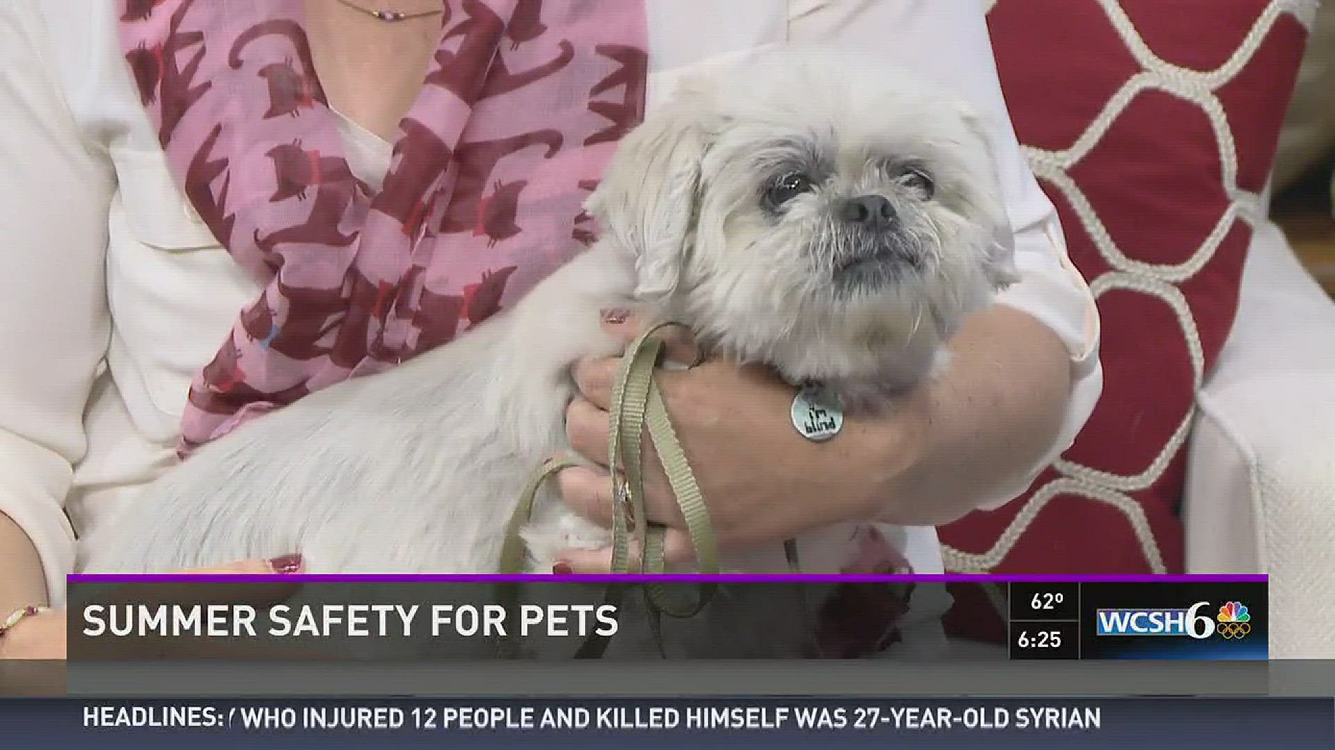 Summer safety for pets