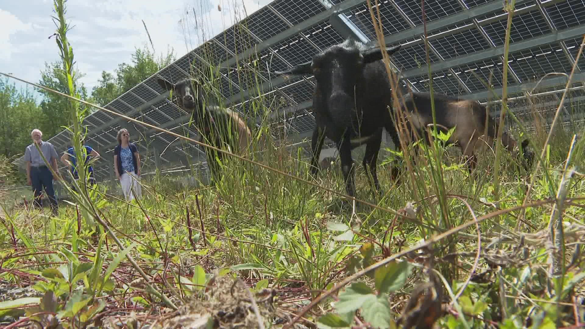 Worried about machinery damaging panels, town officials say the goat rental is well under budget and ahead of schedule.