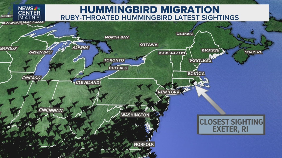 Ruby-throated hummingbirds begin their annual return to Maine