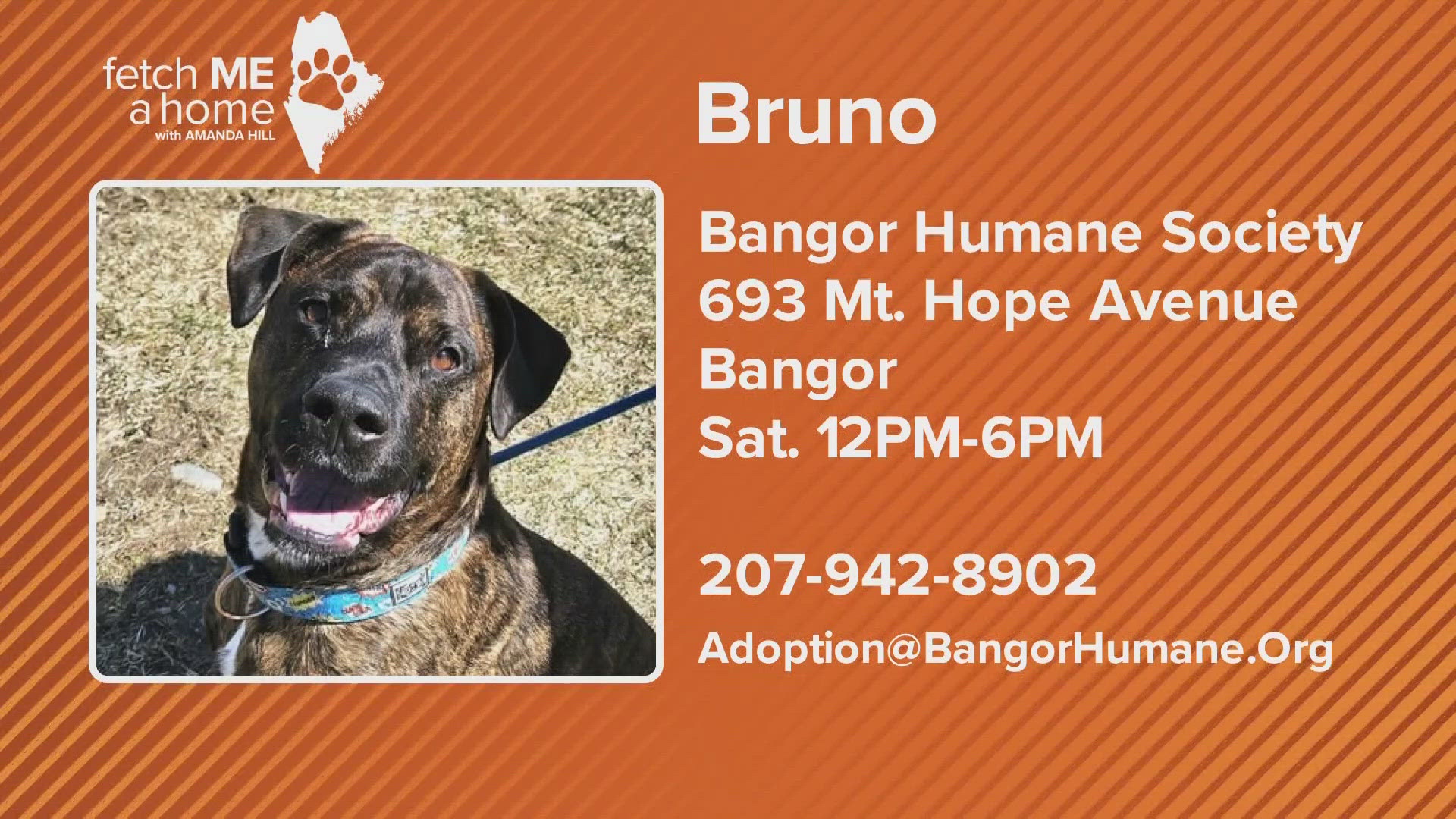 Bruno is an energetic and loving pup looking for his forever home with an experienced and patient owner