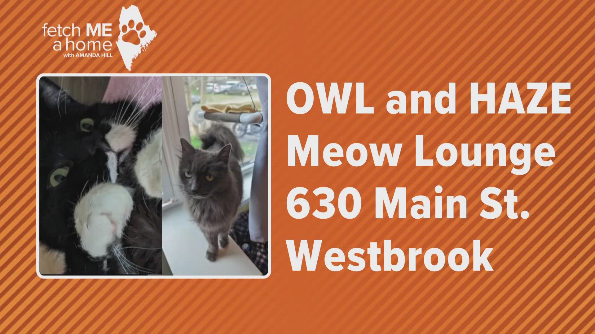Owl, 11, is a black-and-white male who is bonded with Haze, 8, a gray female. Both come to Meow Lounge from the rescue group Downeast Feral Cat Connection.