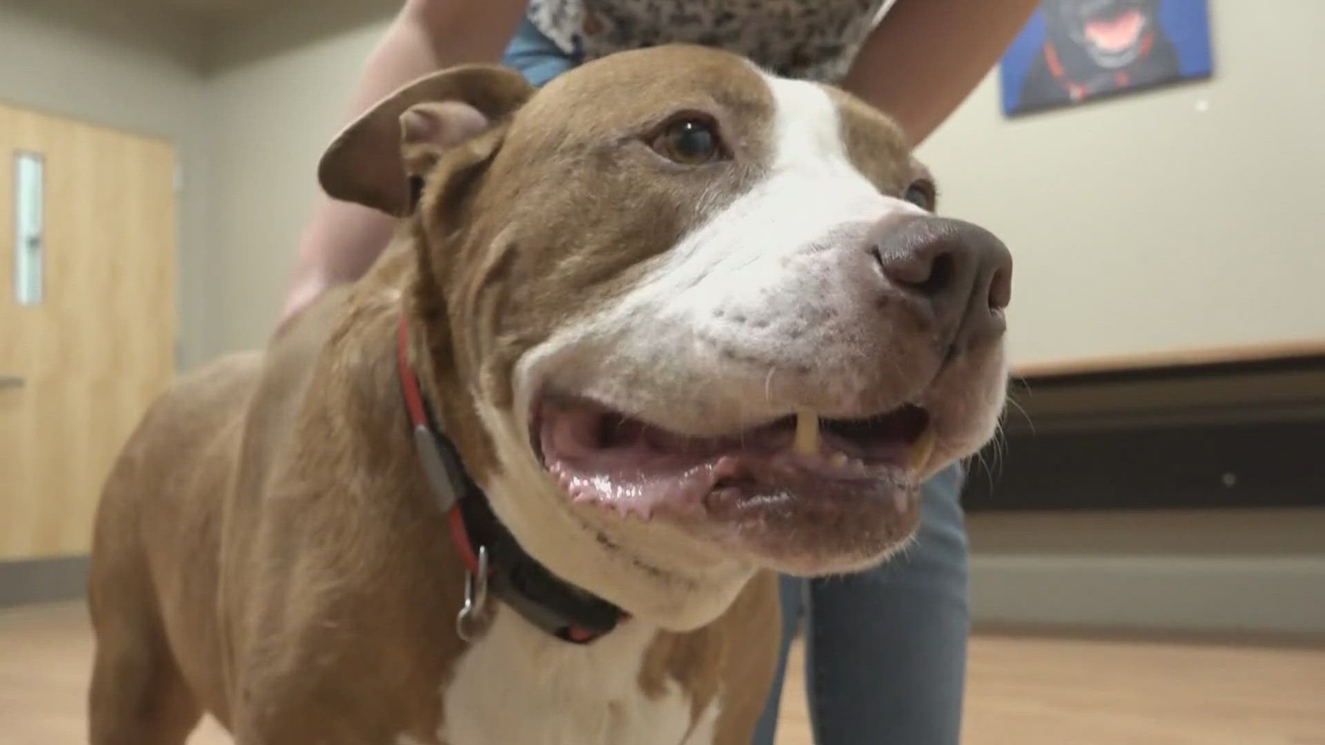 This calm, snuggly, and older pup is looking for his forever home.