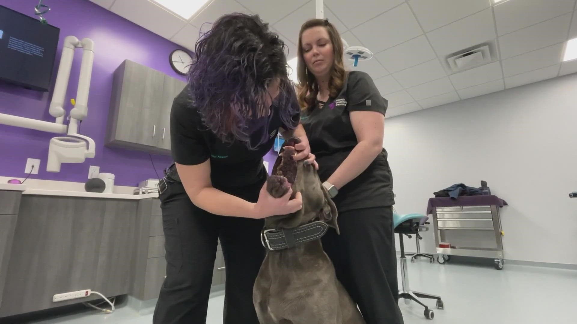 For Pet Dental Health Month in February, we asked a Windham veterinarian for some tips and tricks.